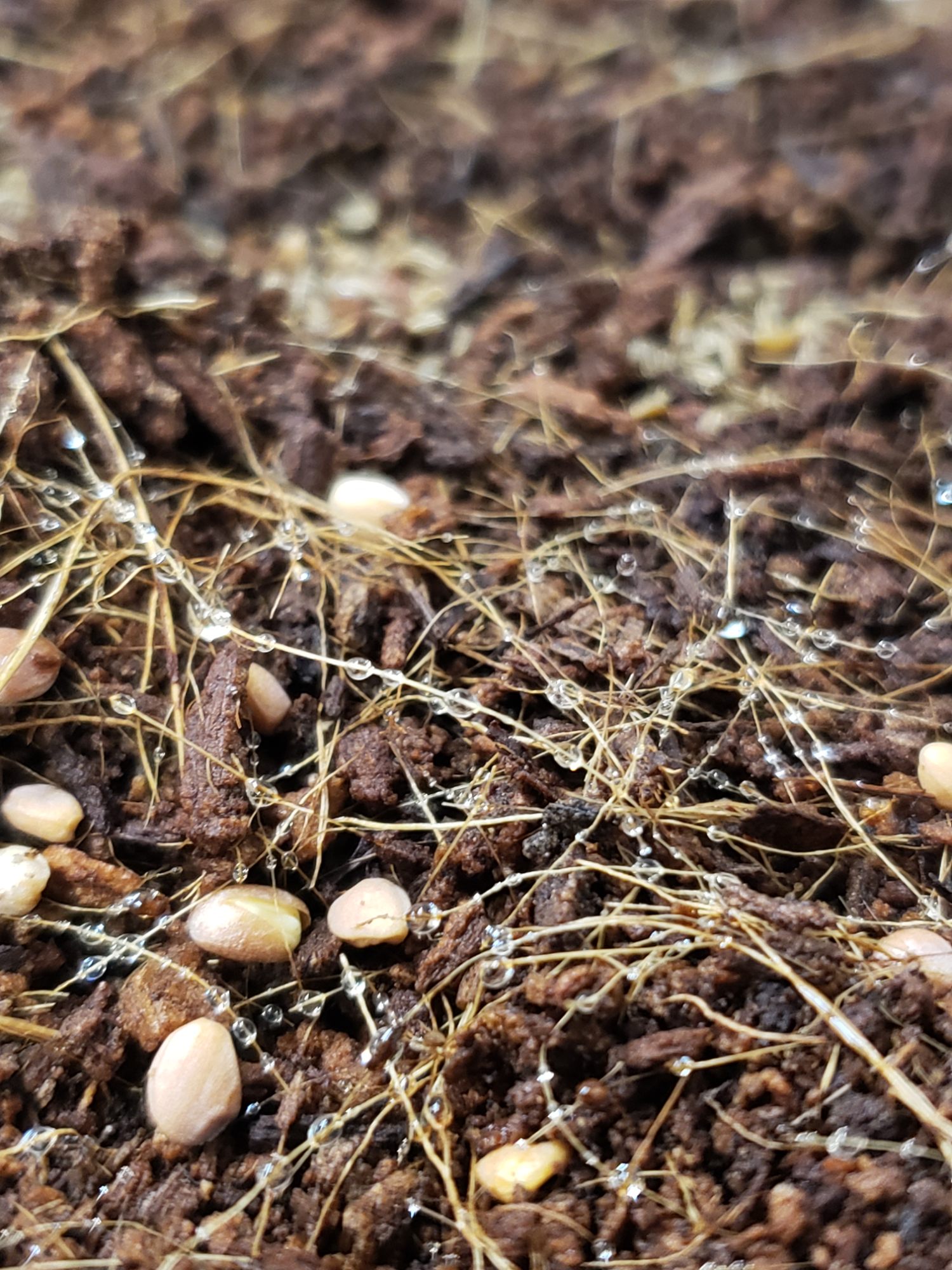 Germination, post process