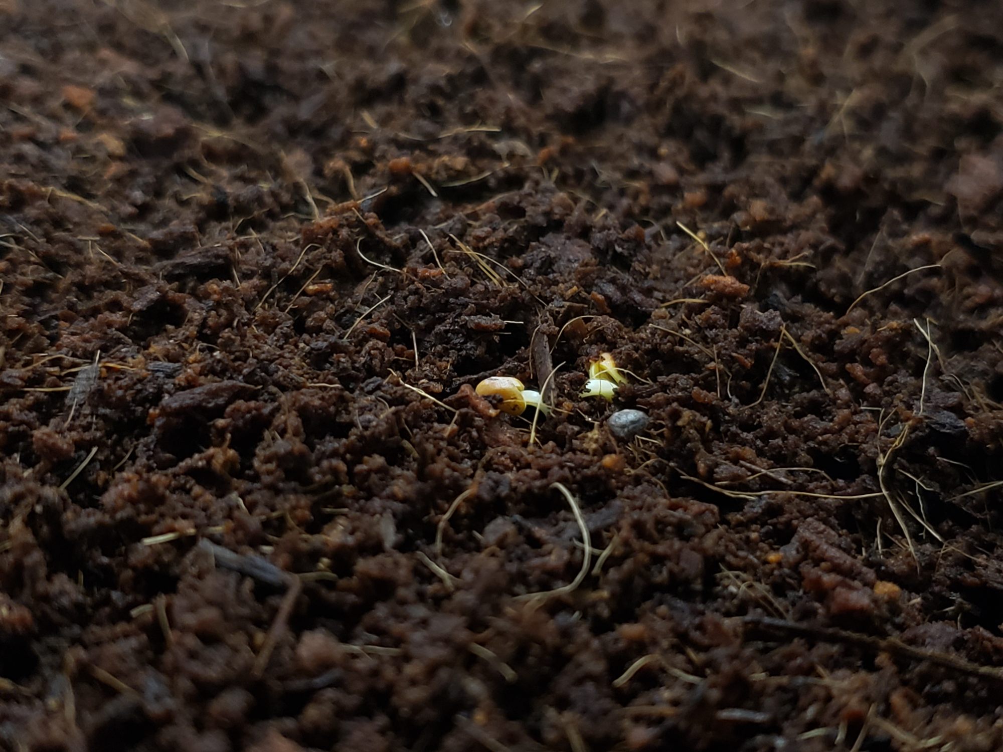 Germinating seeds in coir substrate