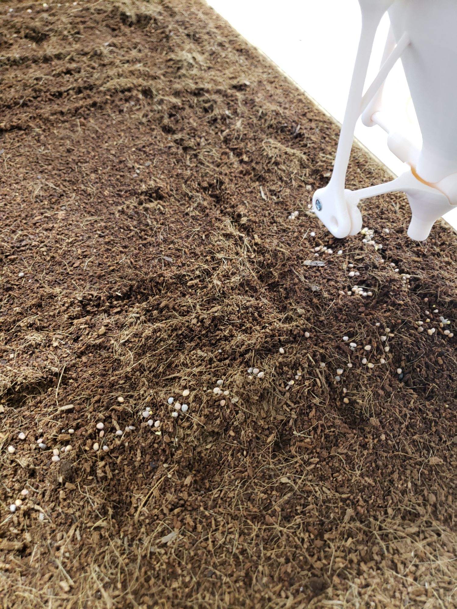 Seed dispersion in progress